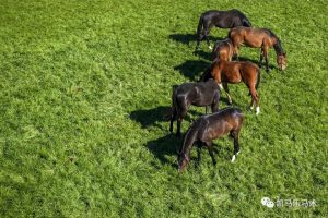 日常饲喂的干草小常识