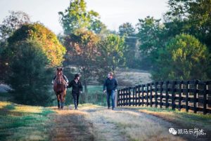 如何协助马儿维持强大的免疫系统