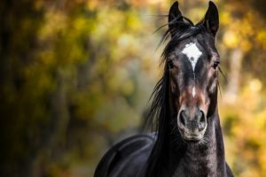 马匹健康的体重